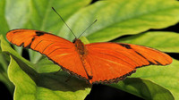 Julia Butterfly 2