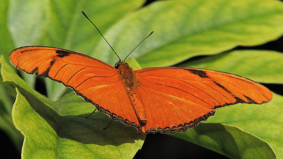 Julia Butterfly 2