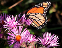 Dinner Break - Monarch During Migration