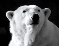 NORTHERN RULER