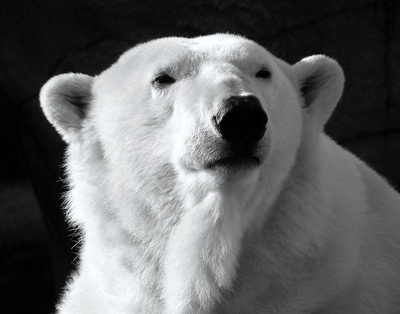 NORTHERN RULER