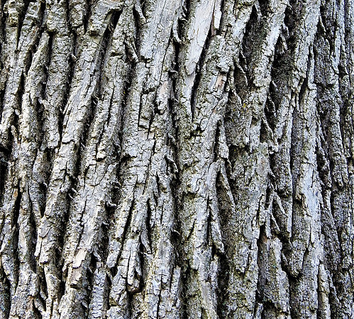 TREE BARK ABSTRACT