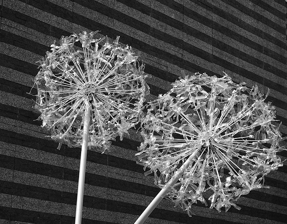 BIG DANDELIONS 2