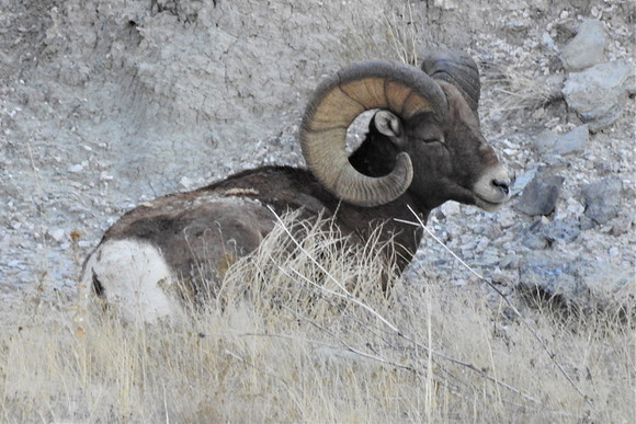 SLEEPING BIGHORN
