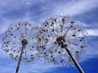BIG DANDELIONS
