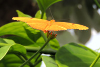 Julia Butterfly