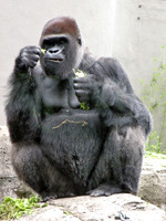 SILVERBACK