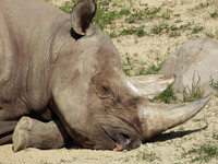 BLACK RHINO