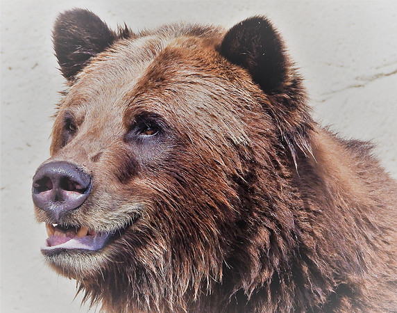 GRIZZLY