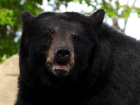 BLACK BEAR