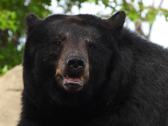 BLACK BEAR