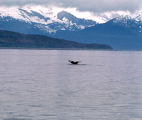 FLUKES - HUMPBACK WHALE