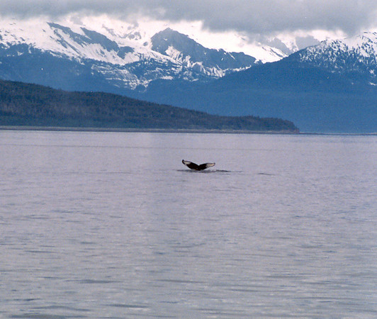 FLUKES - HUMPBACK WHALE
