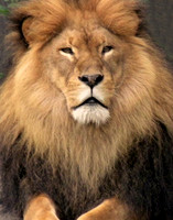 KING OF BEASTS