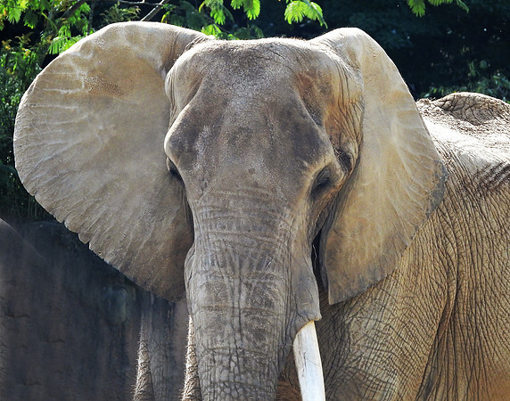 AFRICAN ELEPHANT