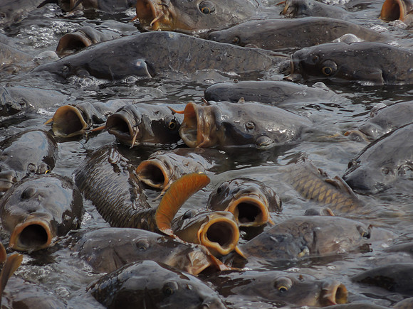 MOUTHS TO FEED