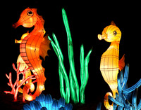 SEAHORSE 3
