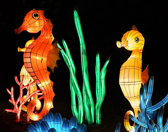 SEAHORSE 3