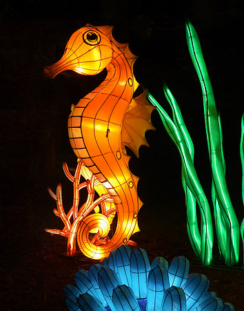 SEAHORSE 1