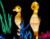 SEAHORSE 2