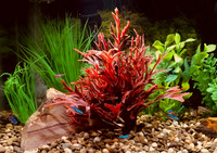 NEON TETRAS