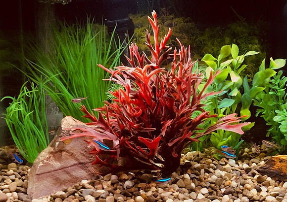 NEON TETRAS
