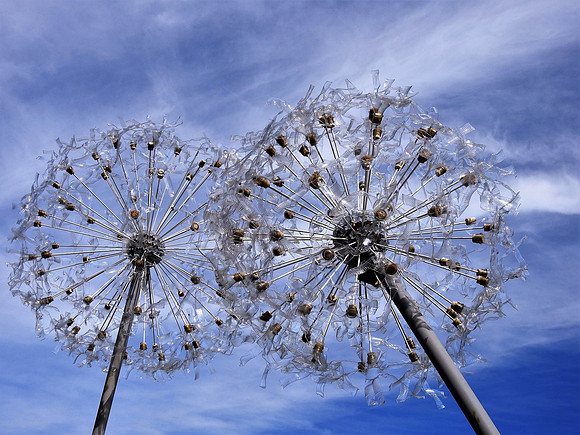 BIG DANDELIONS