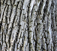 TREE BARK ABSTRACT