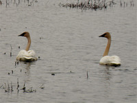 TRUMPETER SWANS