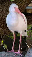 WHITE IBIS