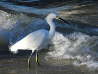 SNOWY EGRET IN SURF