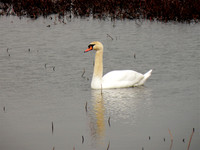 MUTE SWAN