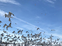 FLOCK OF GULLS