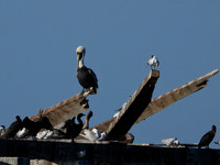 BROWN PELICAN WITH FRIENDS
