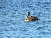 BROWN PELICAN