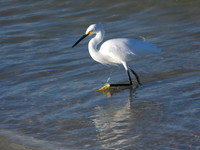 SNOWY EGRET 3