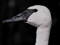 TRUMPETER SWAN 1