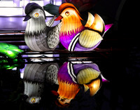 MANDARIN DUCKS