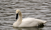 TRUMPETER SWAN 2