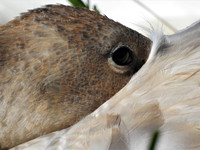 TRUMPETER SWAN RESTING