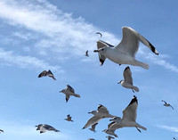 THE BIRDS