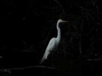 GREAT WHITE HERON 2