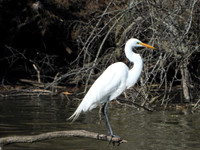 GREAT WHITE HERON