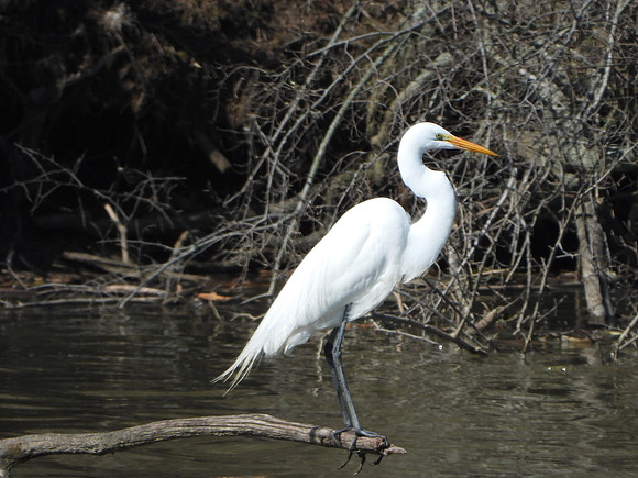 GREAT WHITE HERON