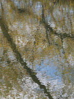 POND REFLECTIONS