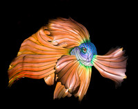 BLUE & ORANGE BETTA