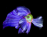 GREEN & VIOLET BETTA