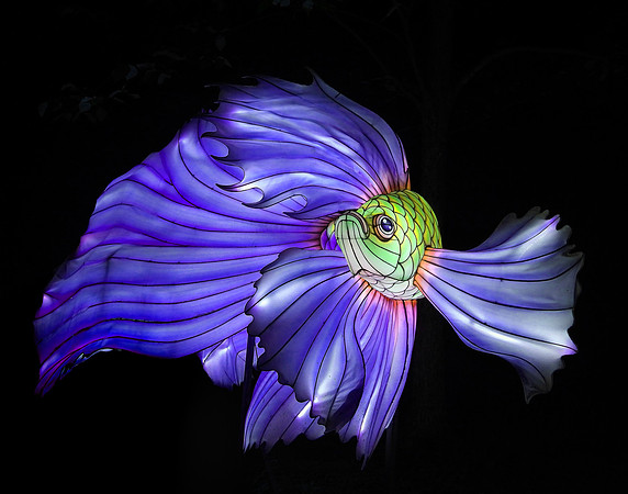 GREEN & VIOLET BETTA
