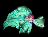 RED & GREEN BETTA