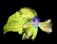 PURPLE & LIME BETTA